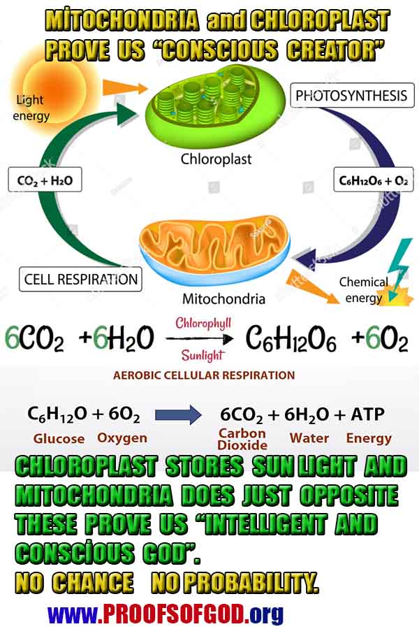 evidences of God, proofs of God, proof of God, signs of God, God is real proofs, God exists proofs, god exists, god is real evidences and proofs