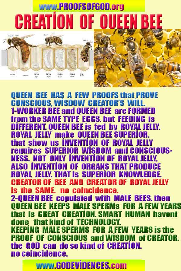 evidences of God, proofs of God, proof of God, signs of God, God is real proofs, God exists proofs, god's evidences