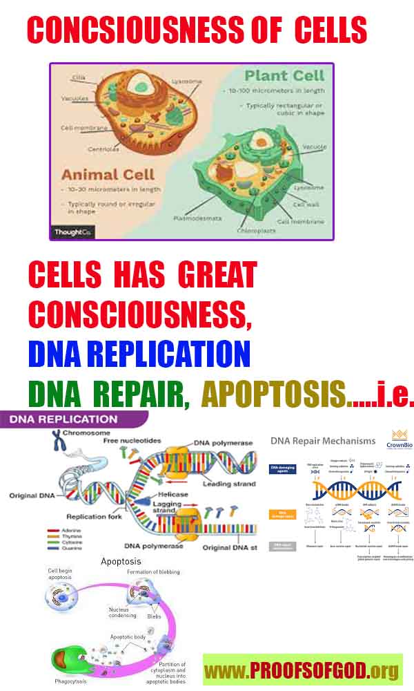 evidences of God, proofs of God, proof of God, signs of God, God is real proofs, God exists proofs, god exists, god is real evidences and proofs