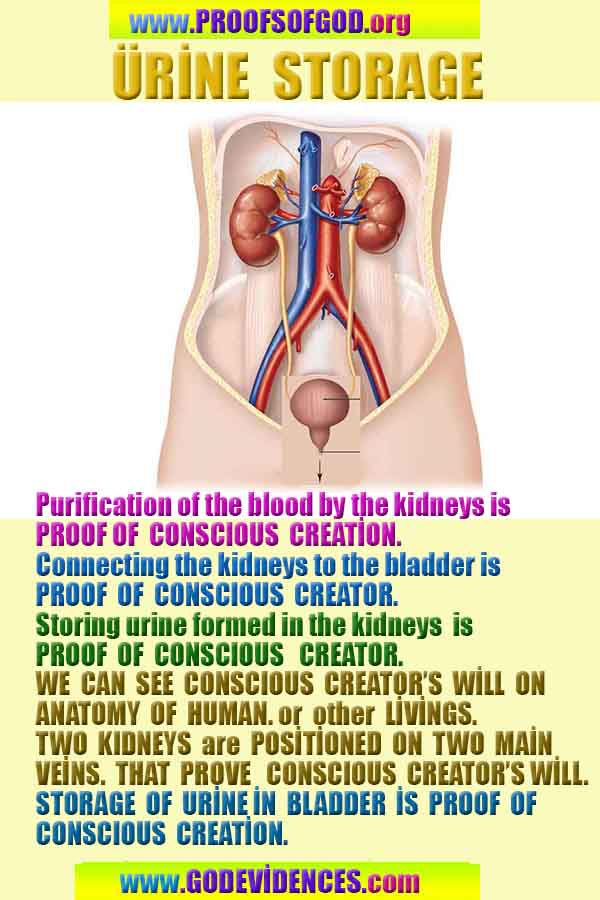 evidences of God, proofs of God, proof of God, signs of God, God is real proofs, God exists proofs, god's evidences