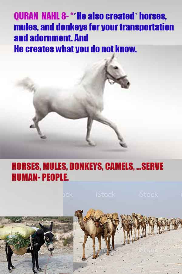 evidences of God, proofs of God, proof of God, signs of God, God is real proofs, God exists proofs, god's evidences