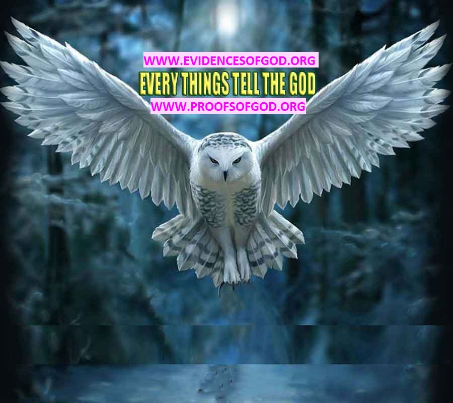 evidences of God, proofs of God, proof of God, signs of God, God is real proofs, God exists proofs, god's proofs