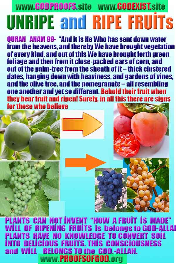 evidences of God, proofs of God, proof of God, signs of God, God is real proofs, God exists proofs, god's evidences