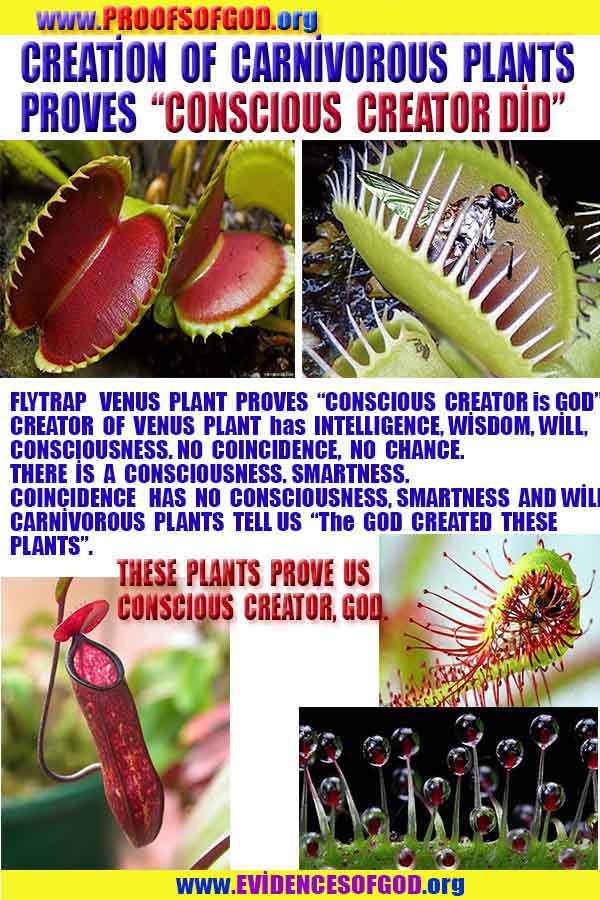 evidences of God, proofs of God, proof of God, signs of God, God is real proofs, God exists proofs, god exists, god is real evidences and proofs